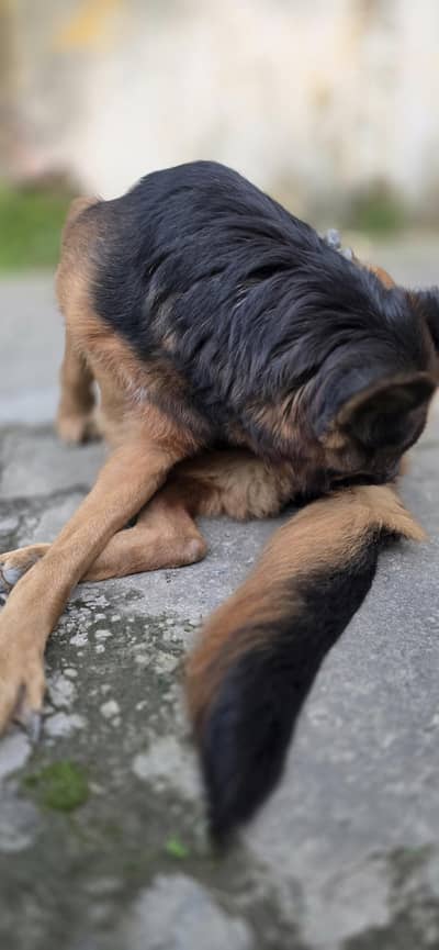 breeder female for sale