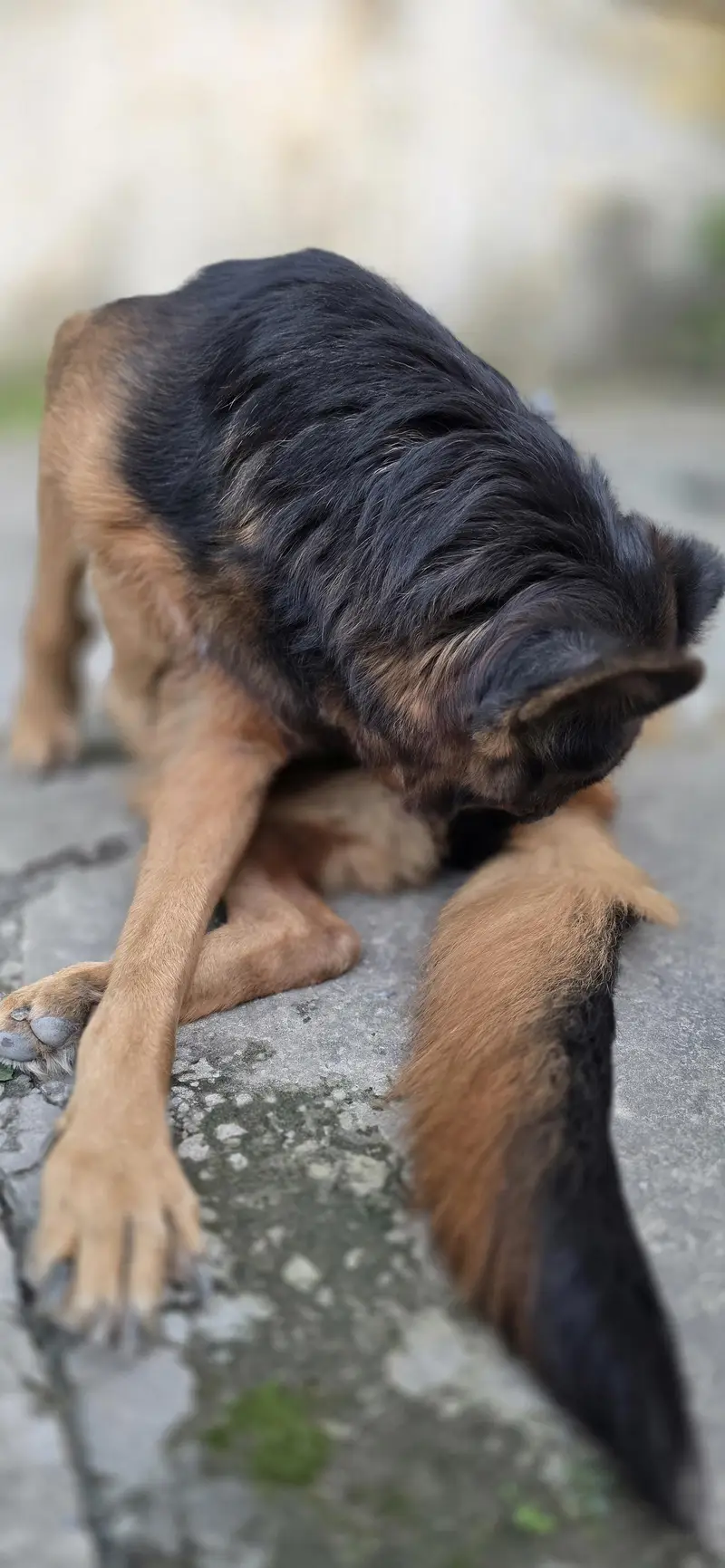 breeder female for sale — photo 2