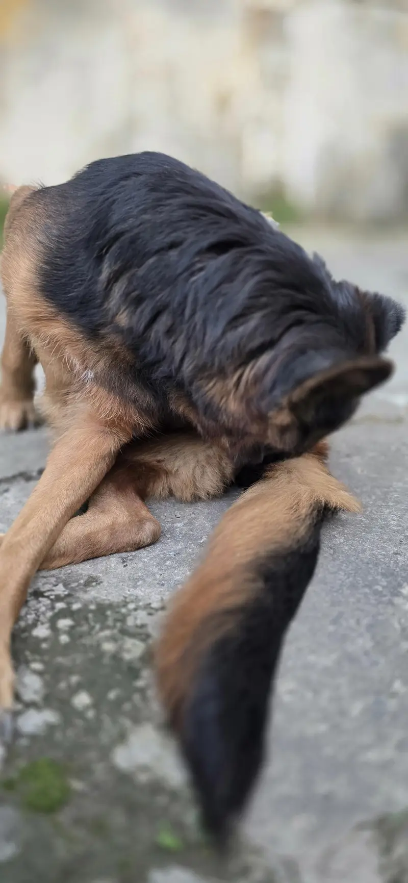 breeder female for sale — photo 3