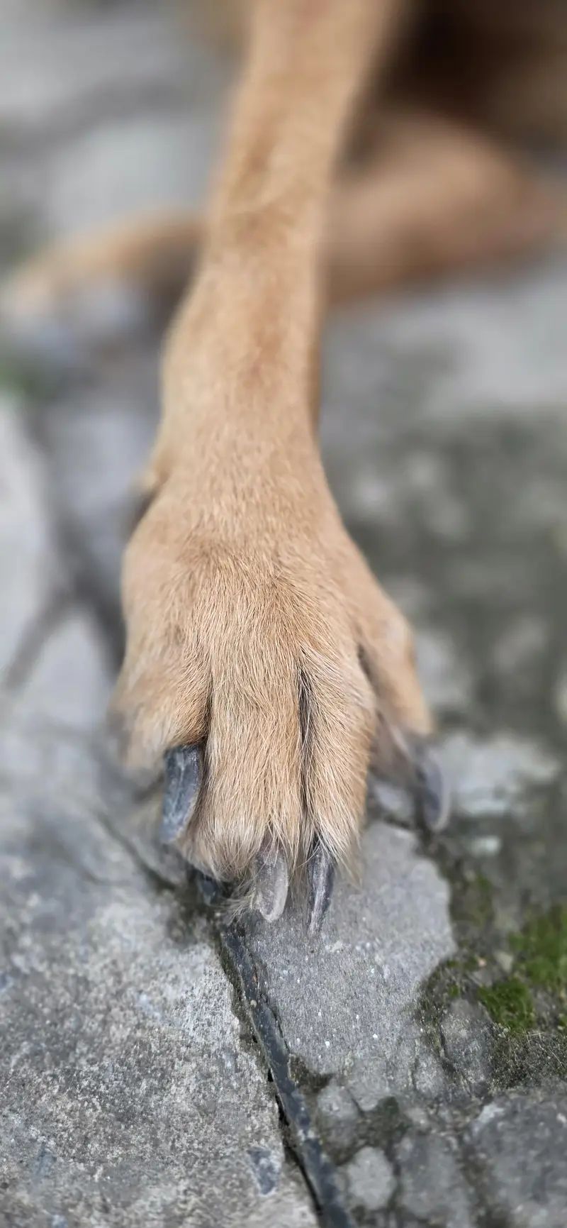 breeder female for sale — photo 4