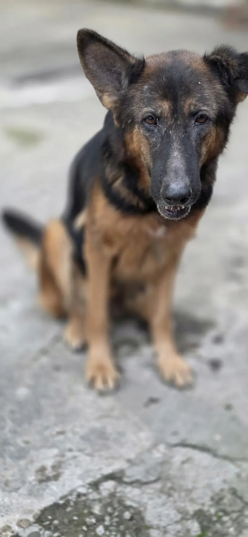 breeder female for sale — photo 7