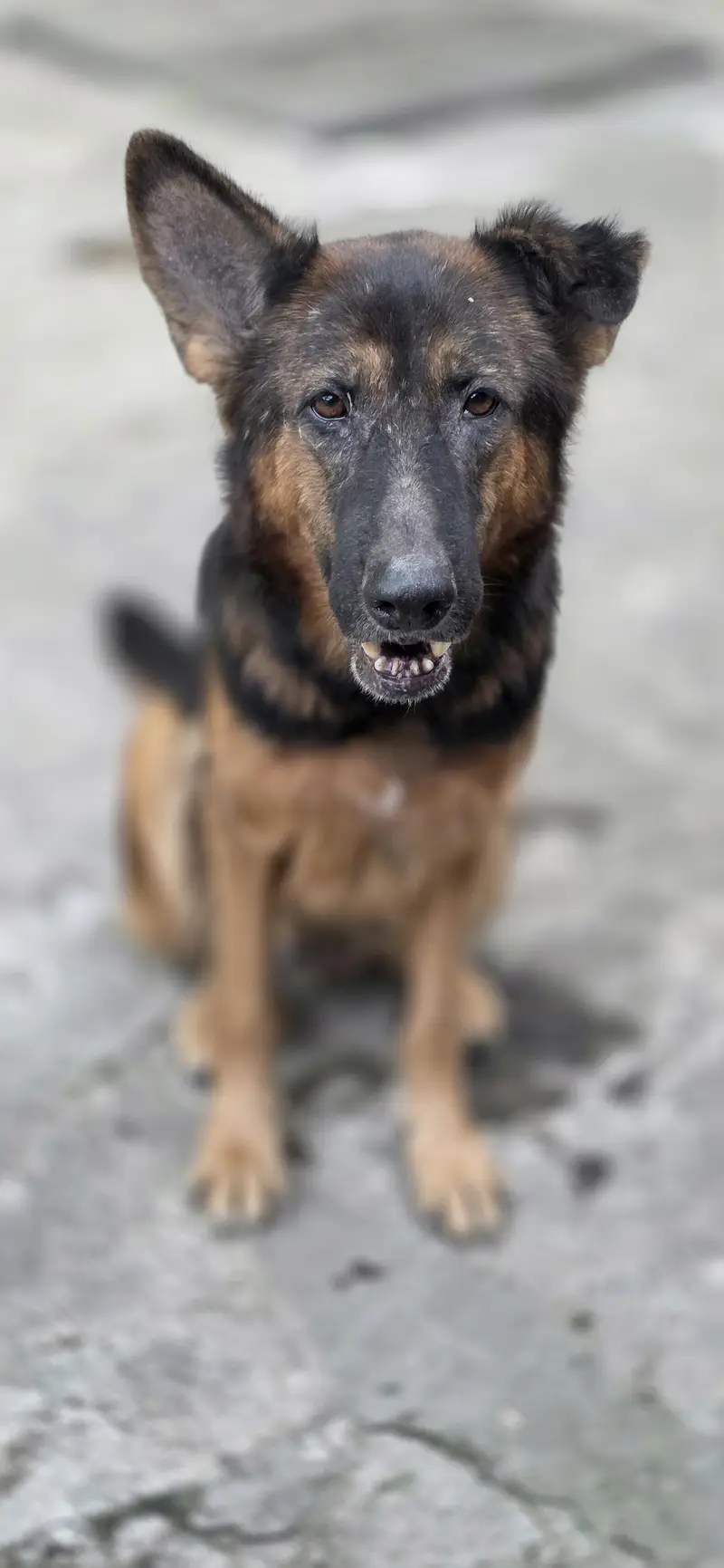 breeder female for sale — photo 8