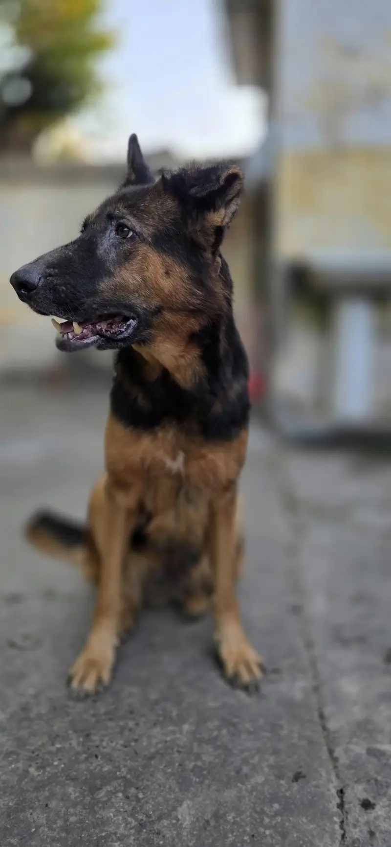 breeder female for sale — photo 9