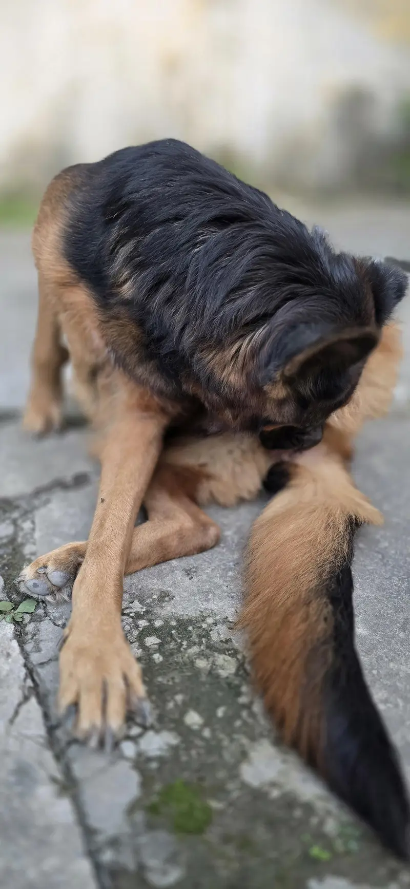 breeder female for sale — photo 10
