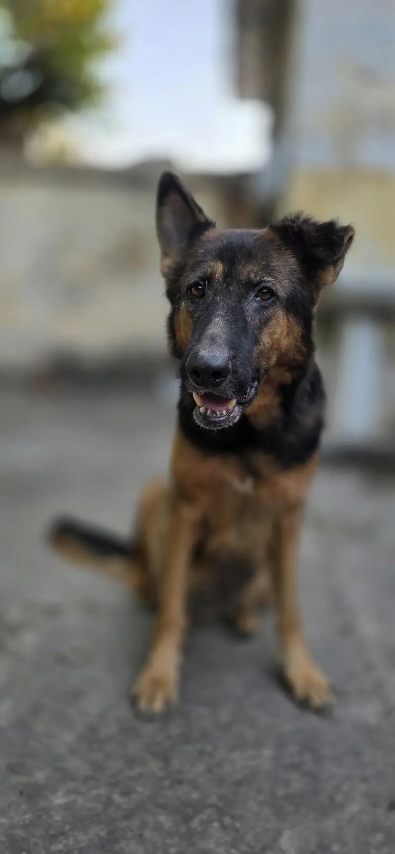 breeder female for sale — photo 11
