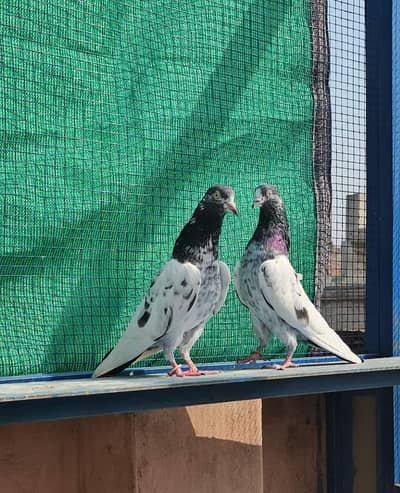 Breeder Teddy Pair