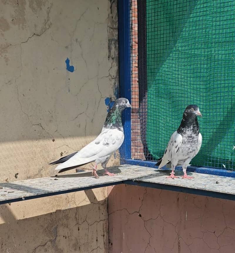 Breeder Teddy Pair 1