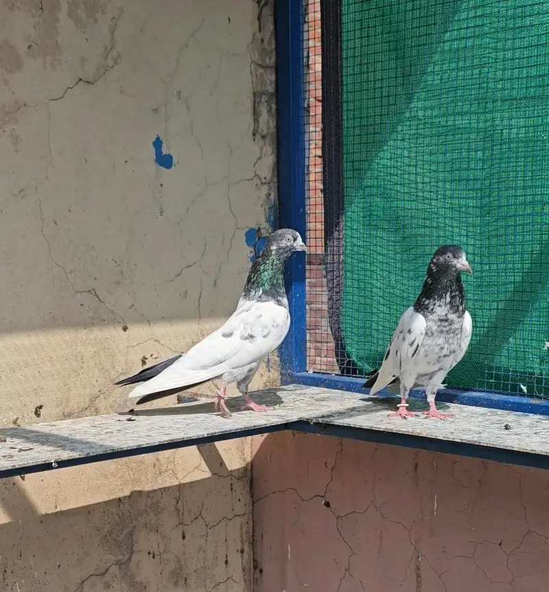Breeder Teddy Pair — photo 2
