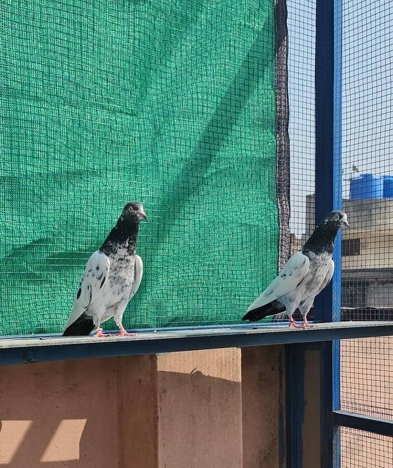 Breeder Teddy Pair 2