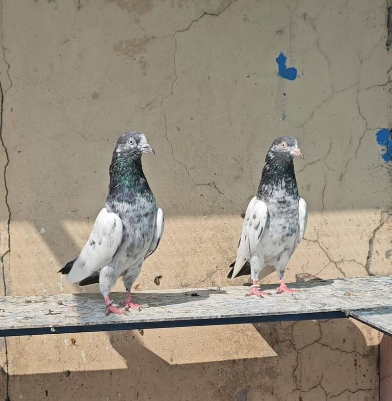 Breeder Teddy Pair 3