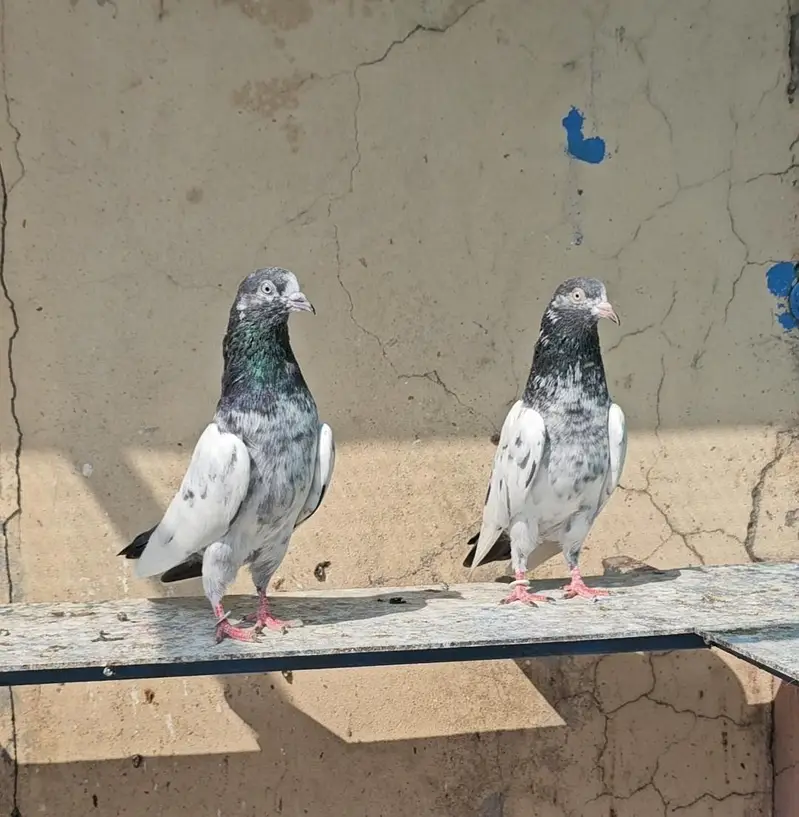 Breeder Teddy Pair — photo 4