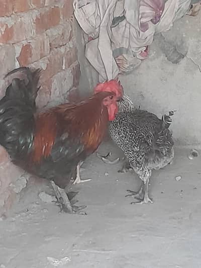 male cock exchange offer 2 ando wali hen