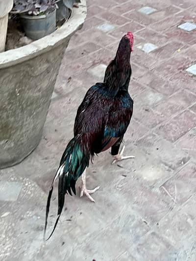 Aseel male for sale