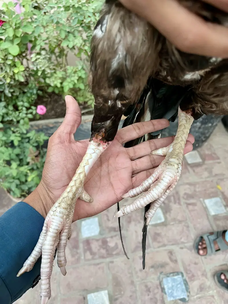 Aseel male for sale — photo 2