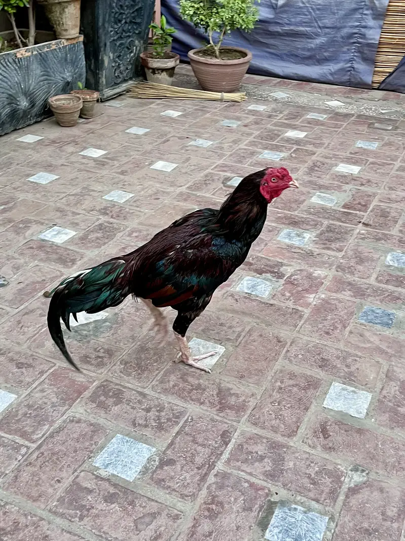 Aseel male for sale — photo 3