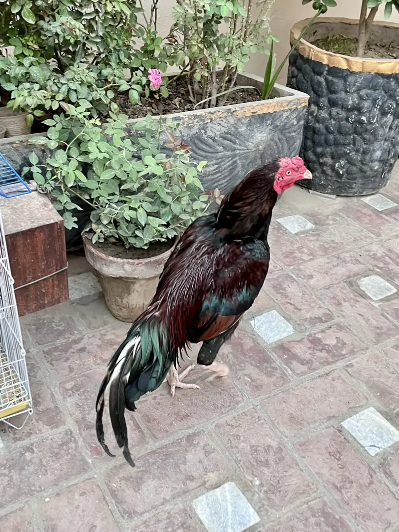 Aseel male for sale — photo 5