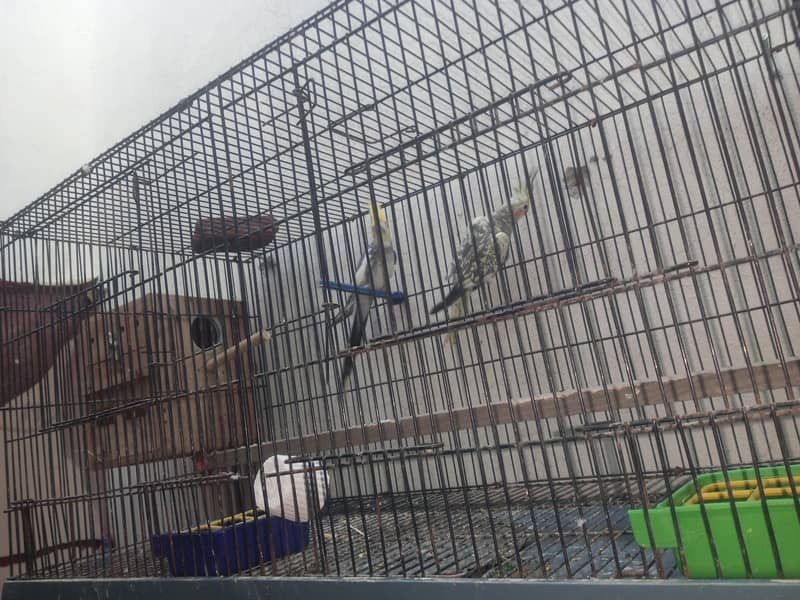 bugies with cage 1