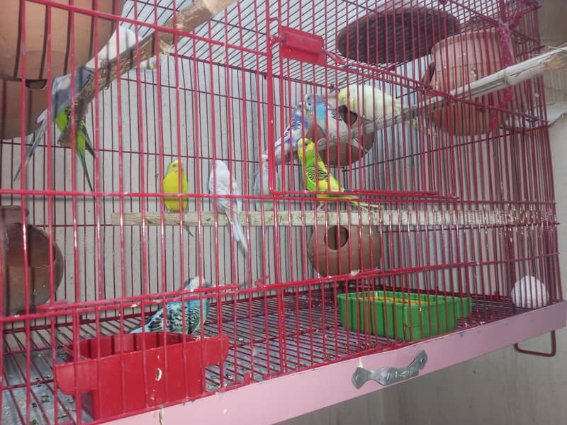 bugies with cage 2
