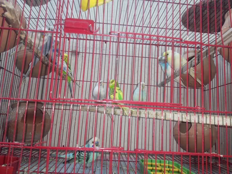 bugies with cage 3
