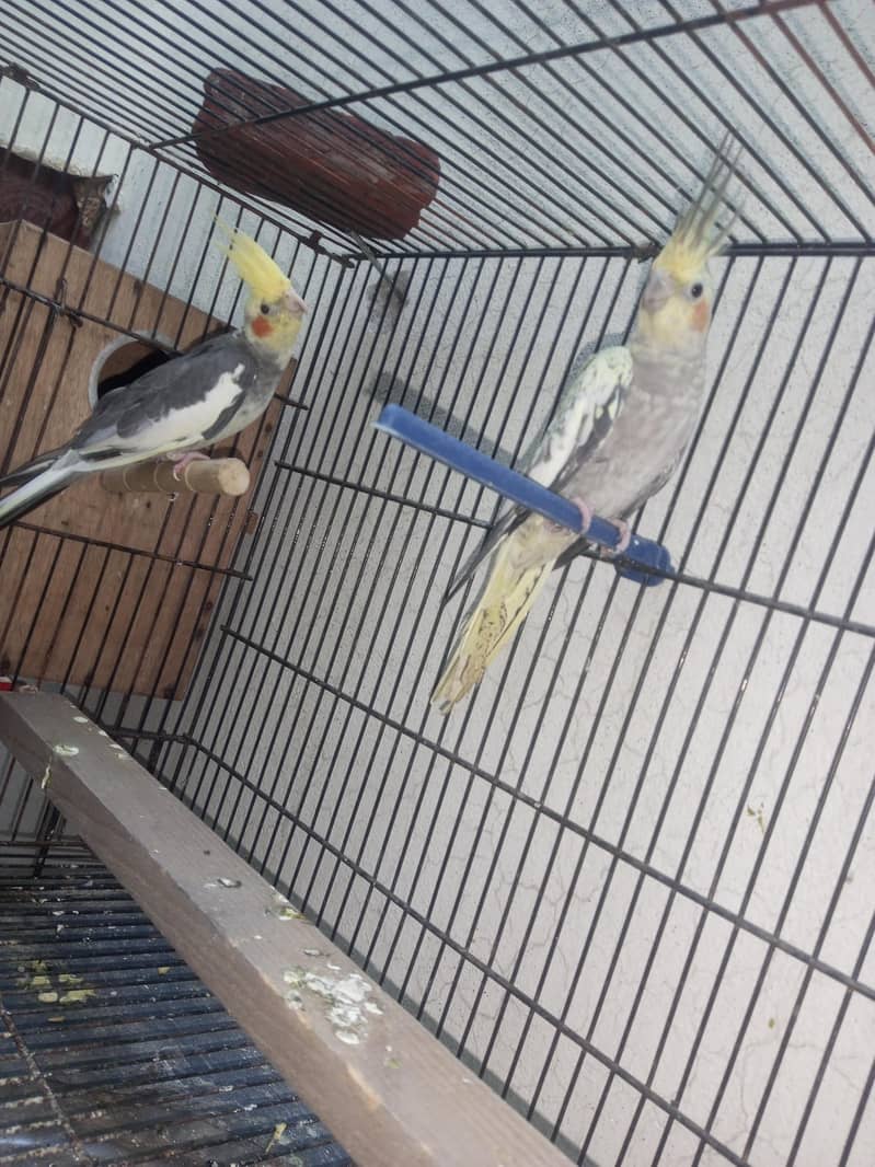 bugies with cage 4