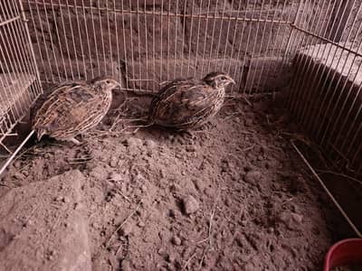 Breeder Quail Batair Pair for Sale