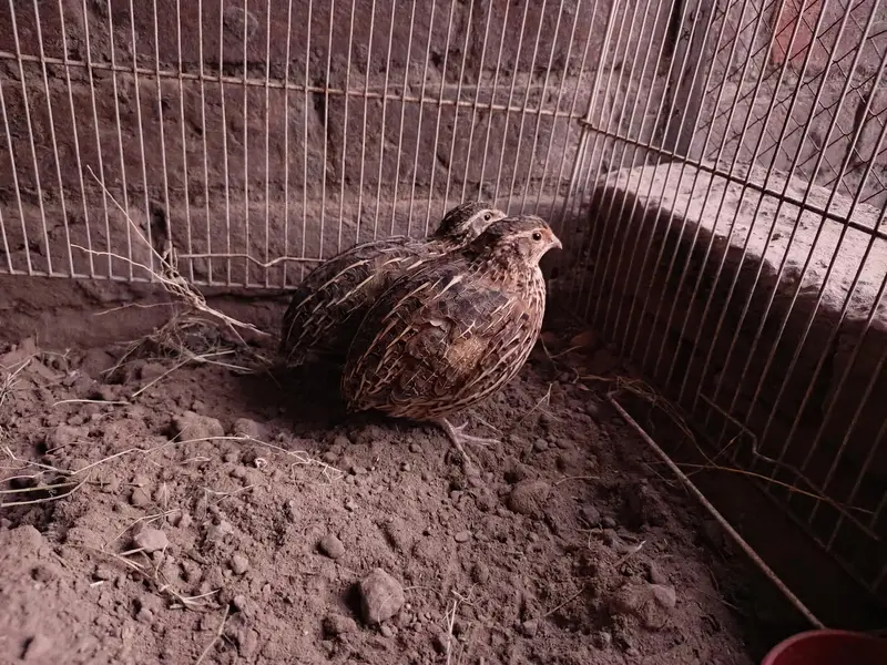 Breeder Quail Batair Pair for Sale — photo 2