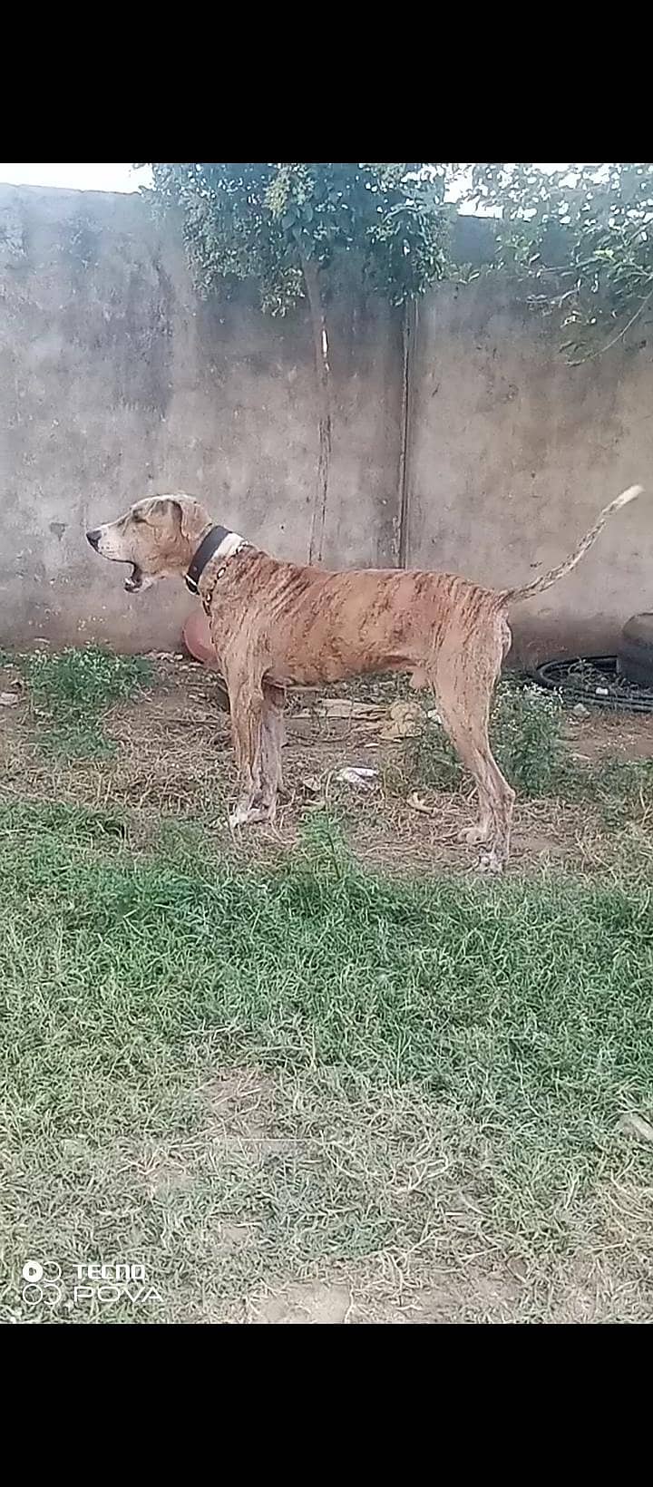 goltar 0