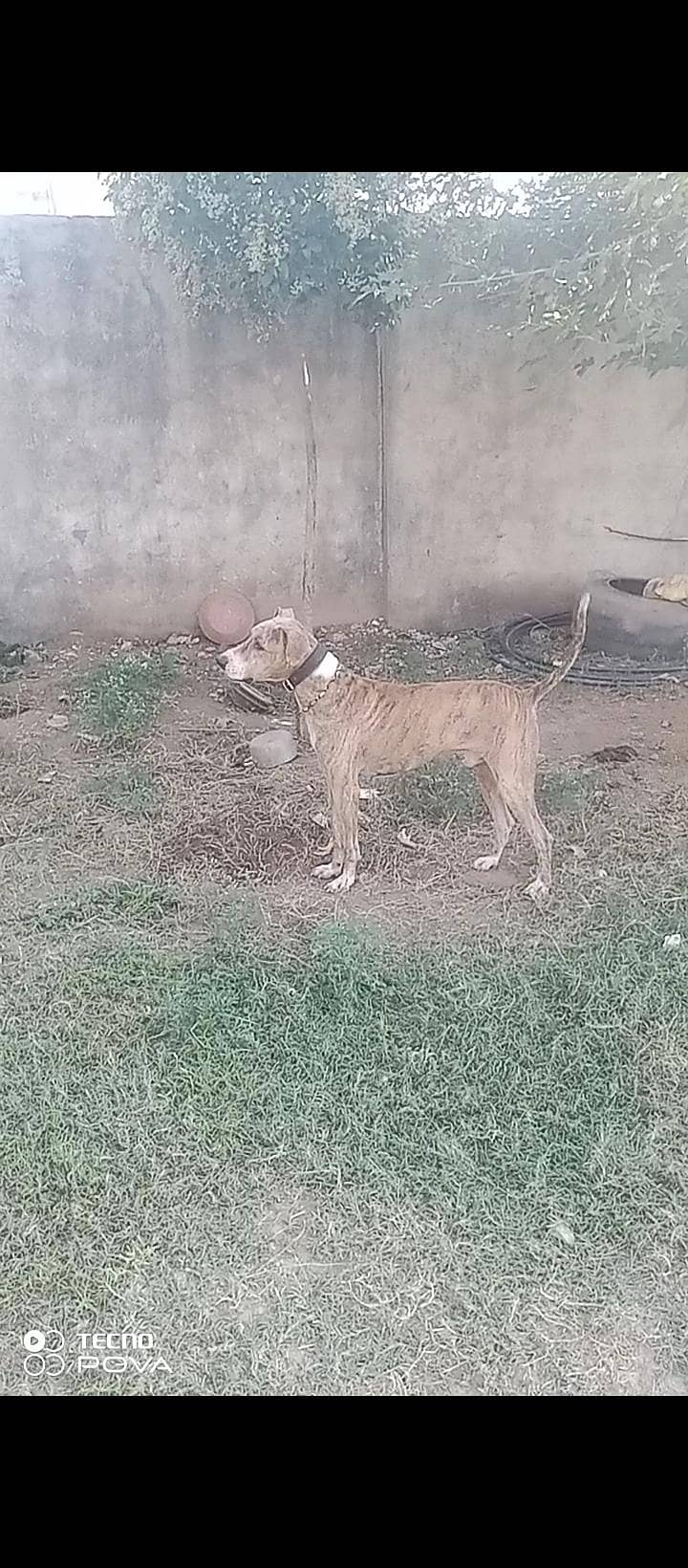 goltar 3