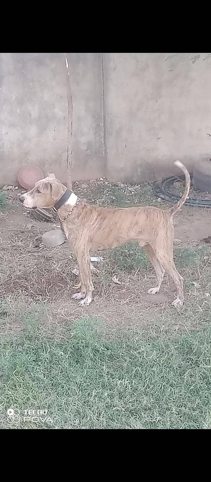 goltar 4