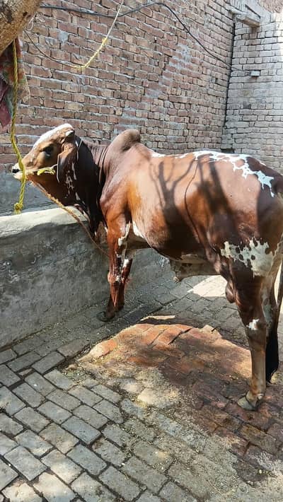 2027 qurbani