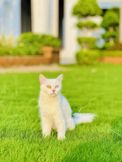 Rare Odd Eyes White Persian For Sale 