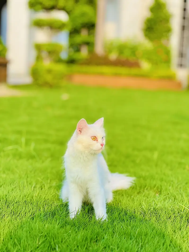 Rare Odd Eyes White Persian For Sale  — photo 2