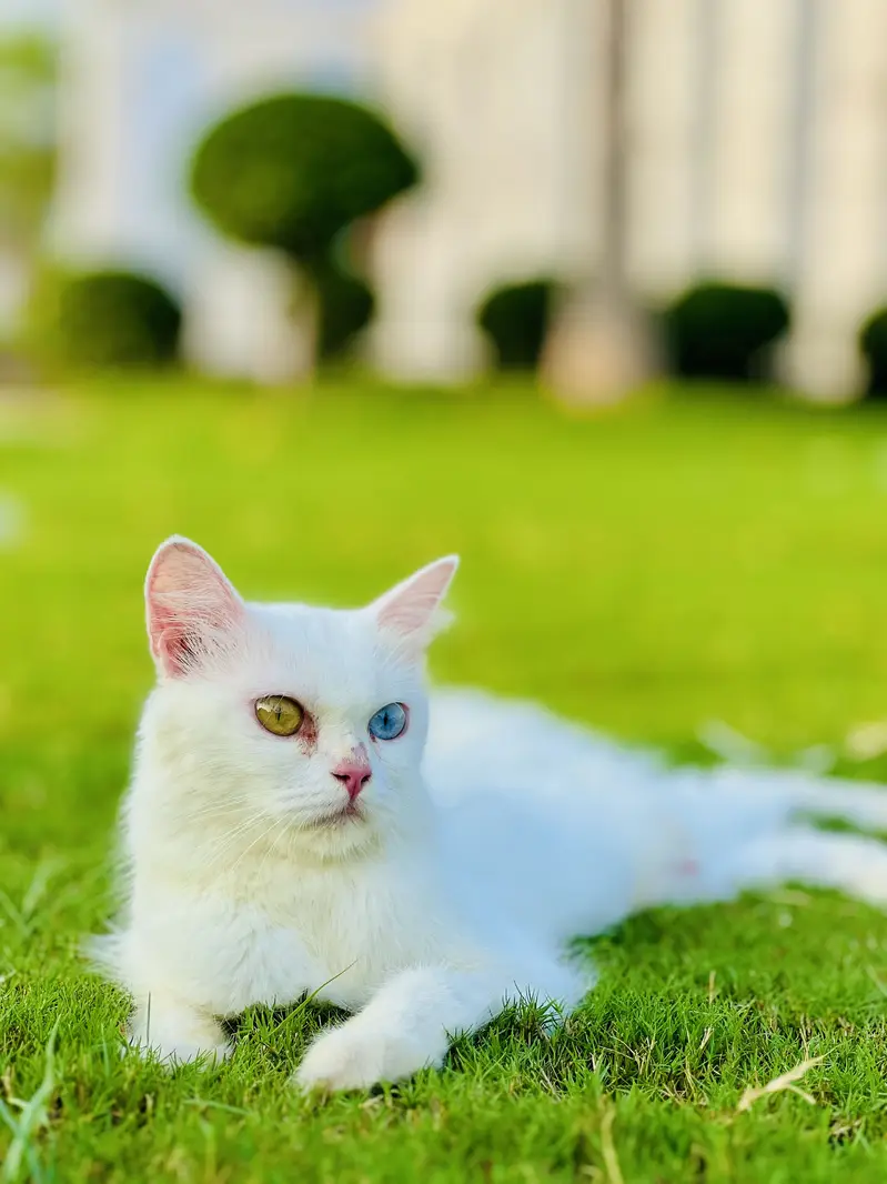 Rare Odd Eyes White Persian For Sale  — photo 3