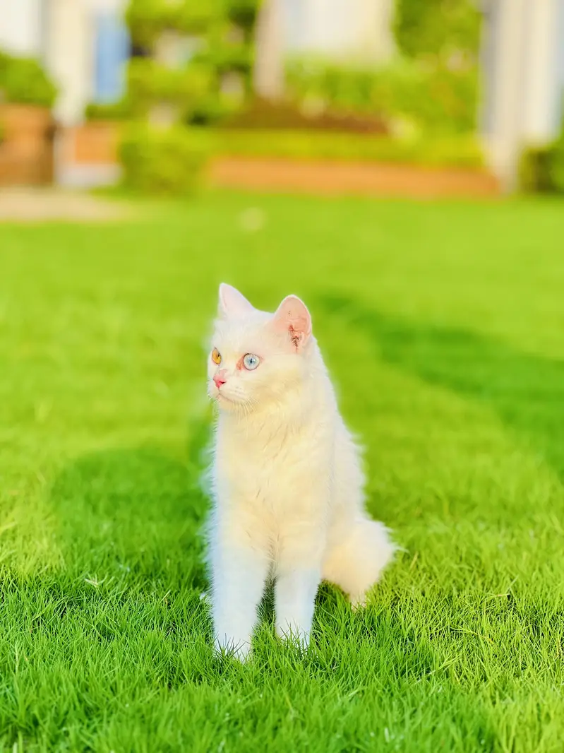 Rare Odd Eyes White Persian For Sale  — photo 4