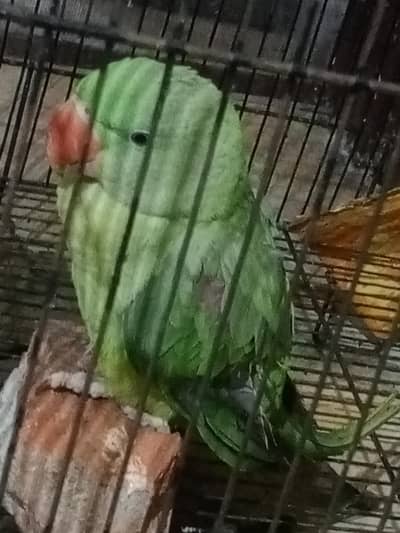 selling raw parrot