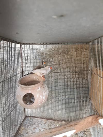 Finch Breeder Pair