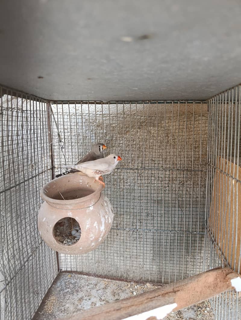 Finch Breeder Pair 0