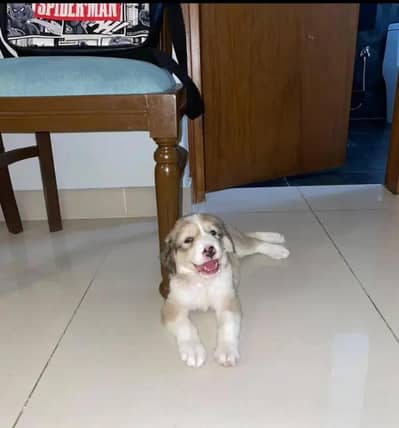 dog for sale