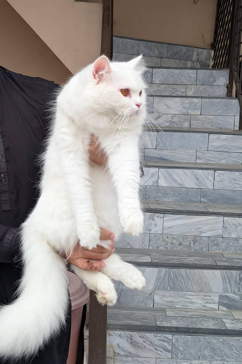 Persian cat pair 0
