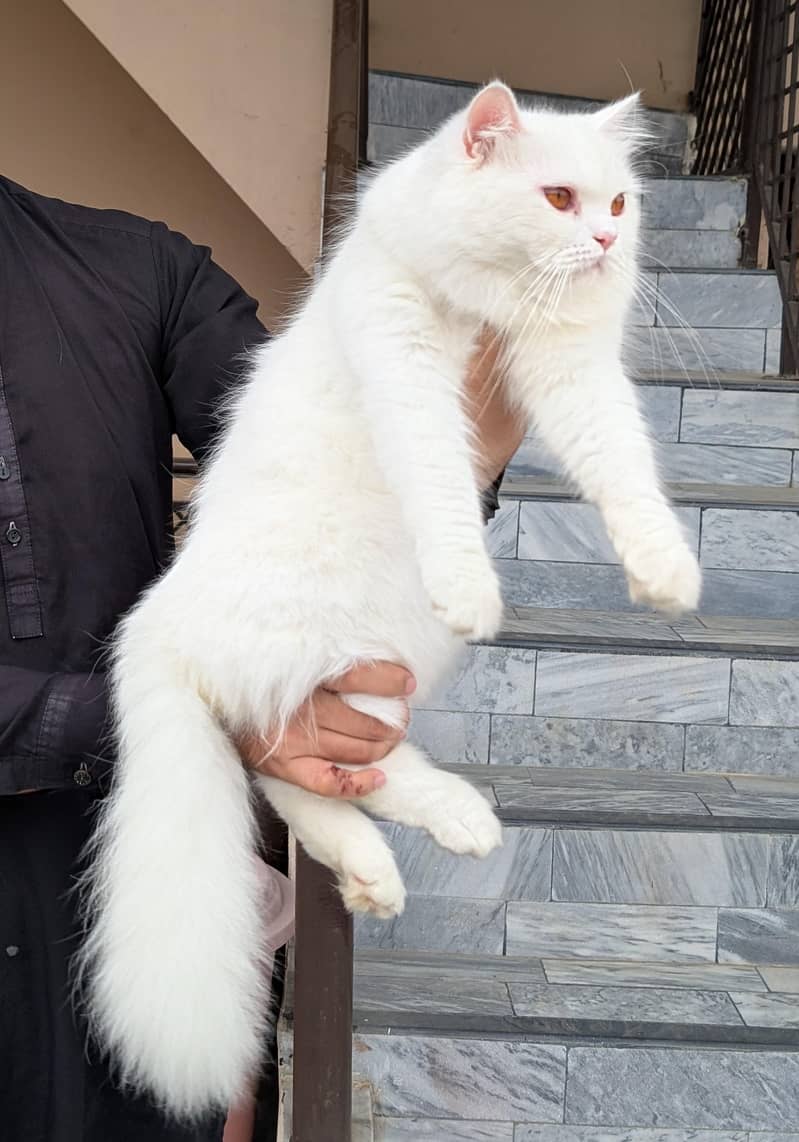 Persian cat pair 1