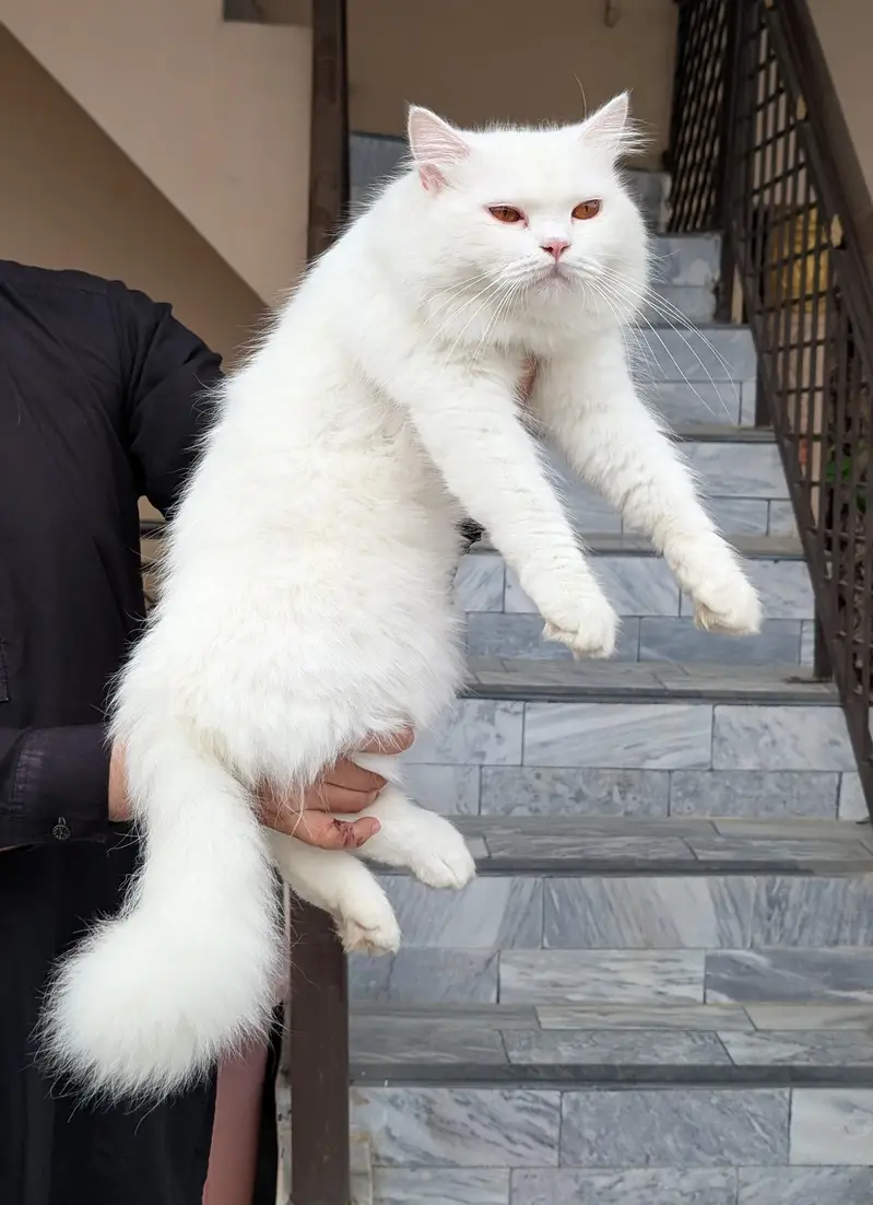 Persian cat pair — photo 3
