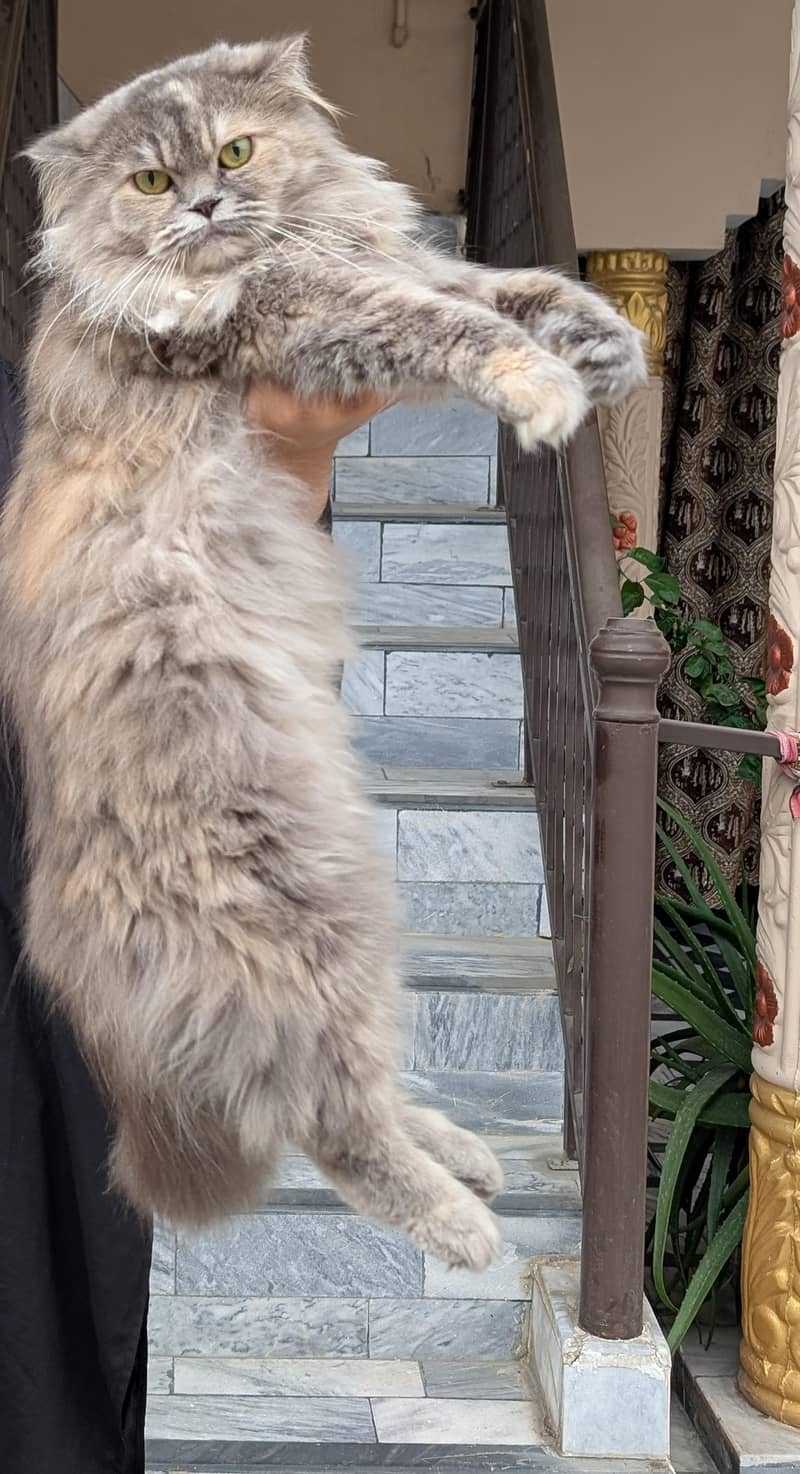 Persian cat pair 3