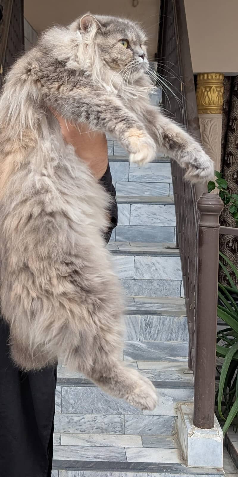Persian cat pair 4