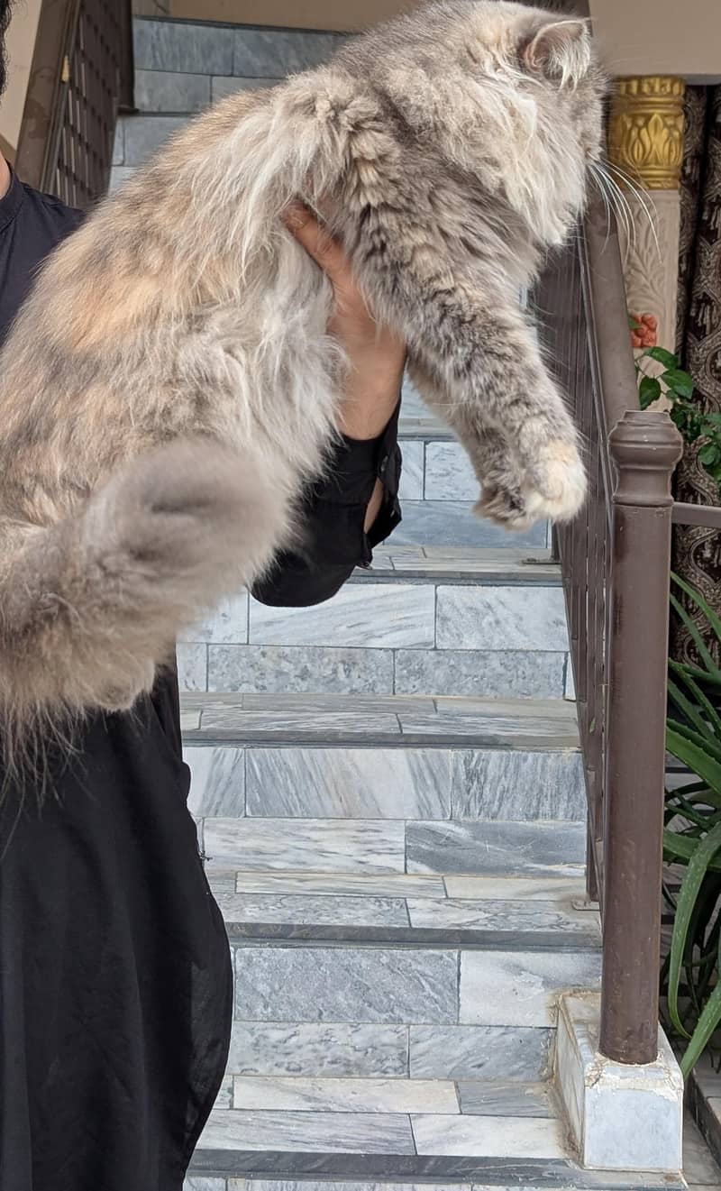 Persian cat pair 5