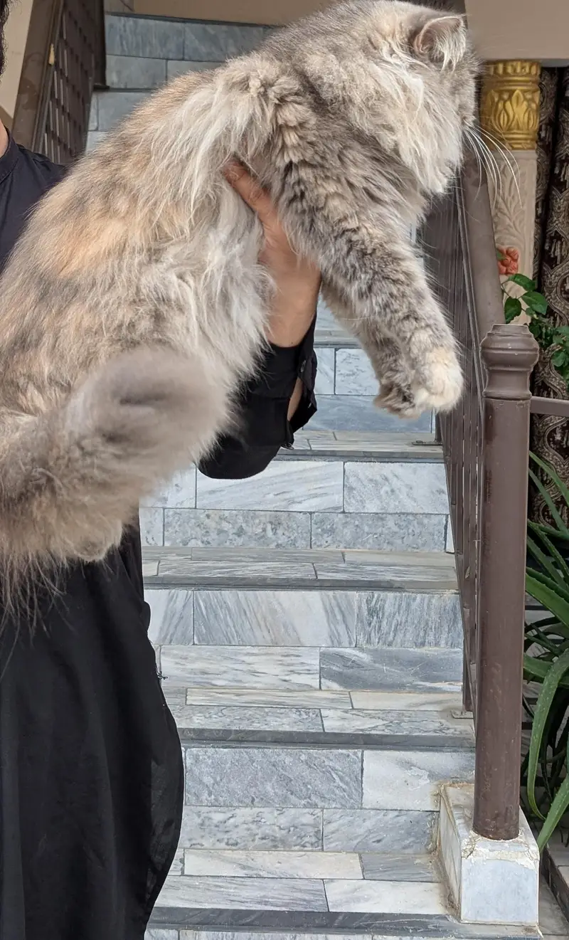 Persian cat pair — photo 6