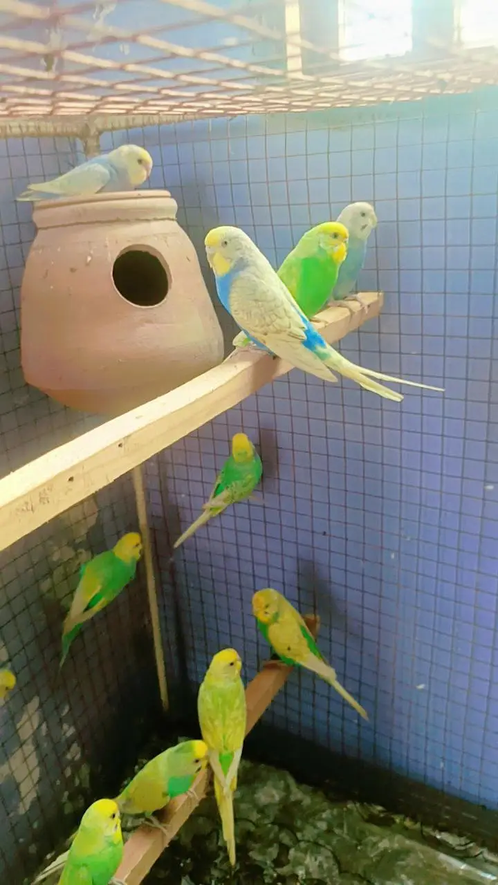 Rainbow adult pairs available — photo 3