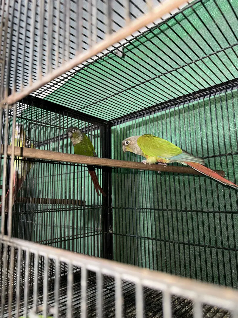 Pineapple yellow sided  bfbc Australia coctail — photo 4