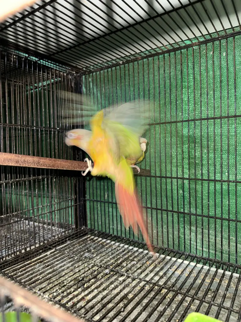 Pineapple yellow sided  bfbc Australia coctail — photo 9
