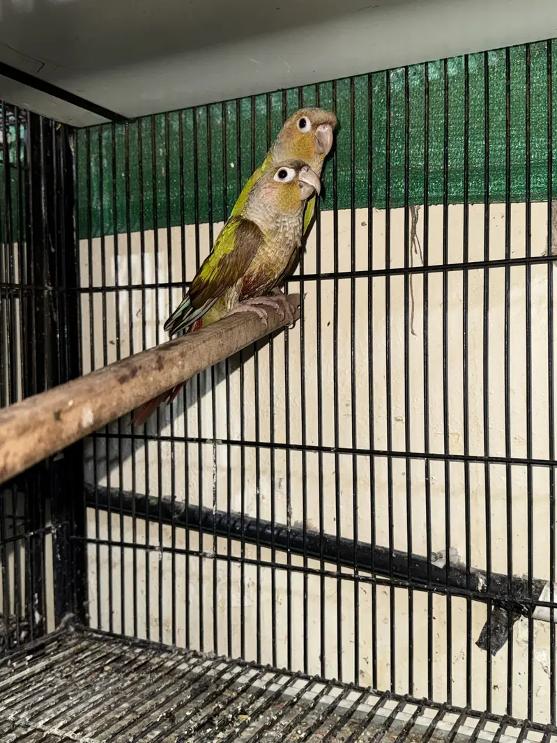 Pineapple yellow sided  bfbc Australia coctail — photo 11