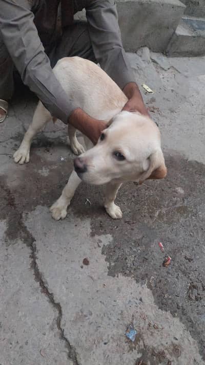 Labrador male